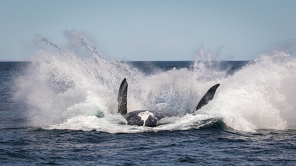 Southern right whale