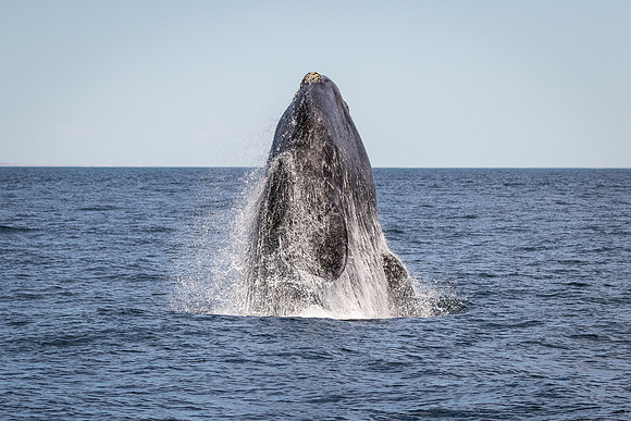 Southern right whale