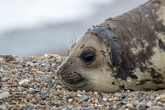 Elephant seal