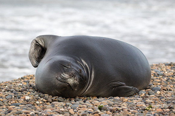 Elephant seal