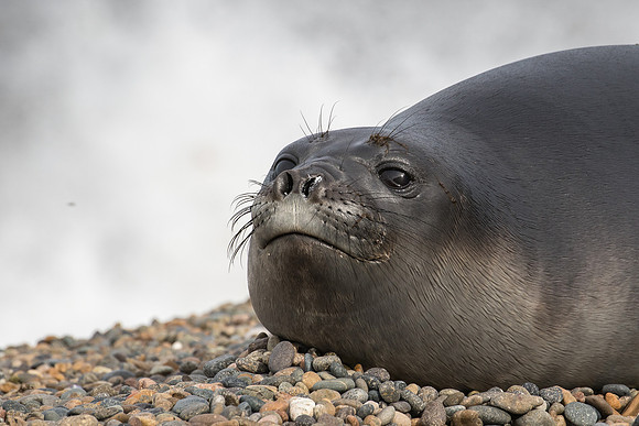 Elephant seal