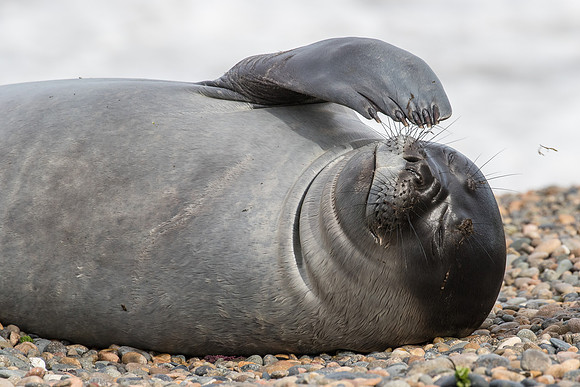 Elephant seal