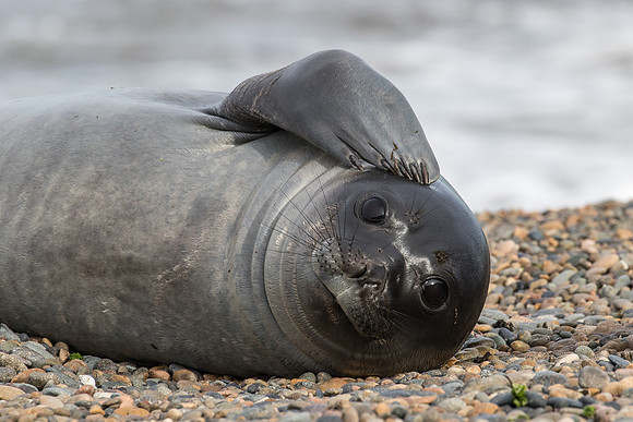 Elephant seal