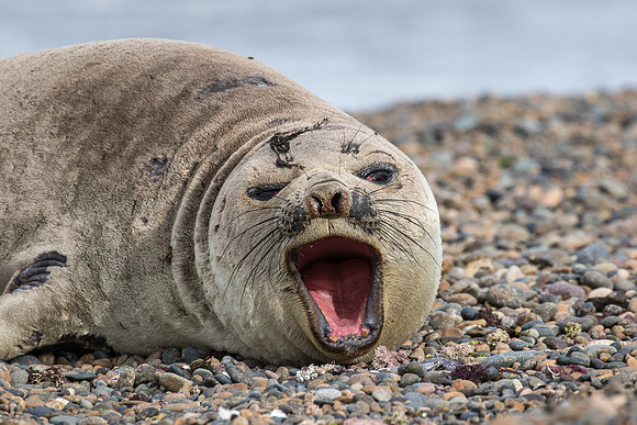Elephant seal