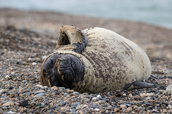 Elephant seal