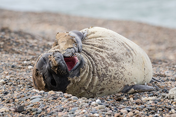 Elephant seal