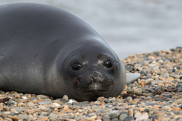 Elephant seal