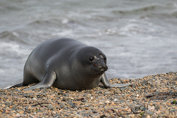 Elephant seal