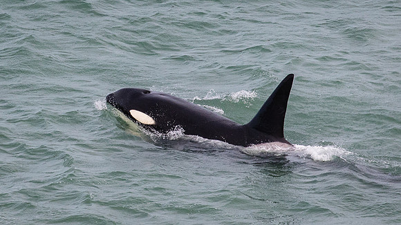Orca