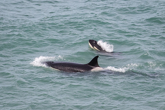 Orca