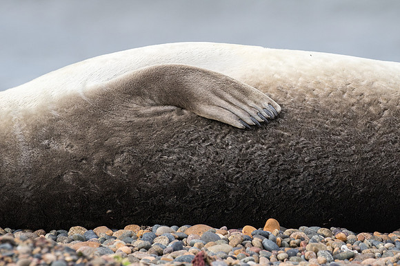 Elephant seal