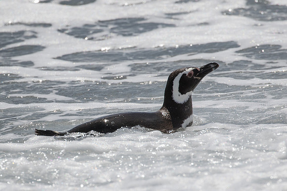 Magellanic penguin