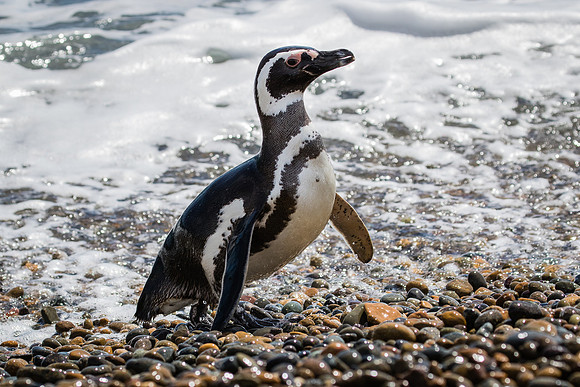 Magellanic penguin
