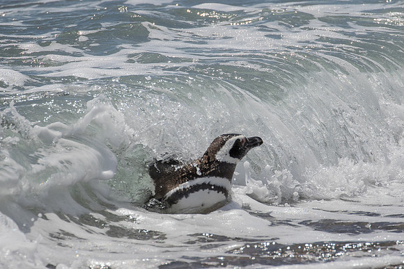 Magellanic penguin