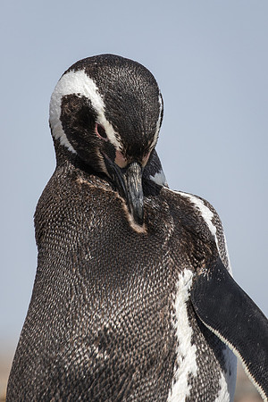 Magellanic penguin