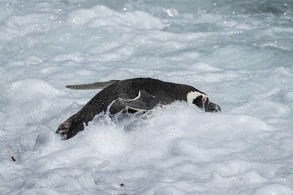 Magellanic penguin