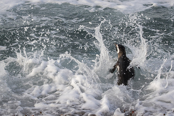 Magellanic penguin