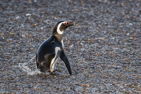 Magellanic penguin
