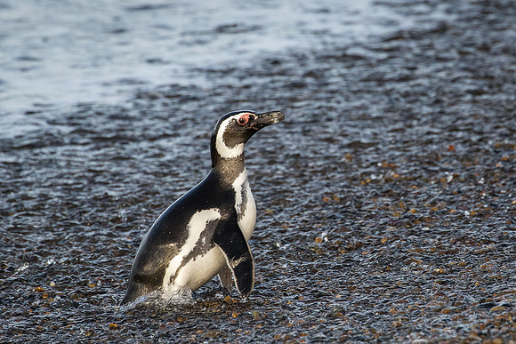 Magellanic penguin