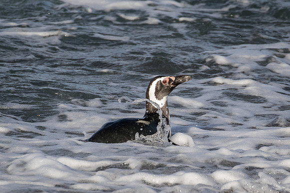 Magellanic penguin