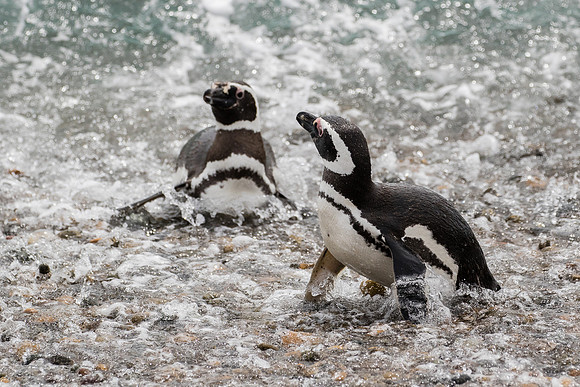 Magellanic penguin