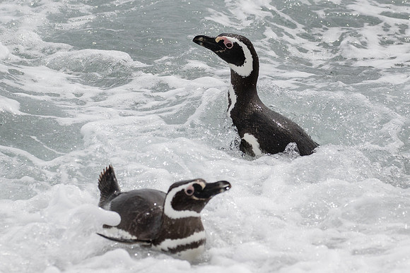 Magellanic penguin