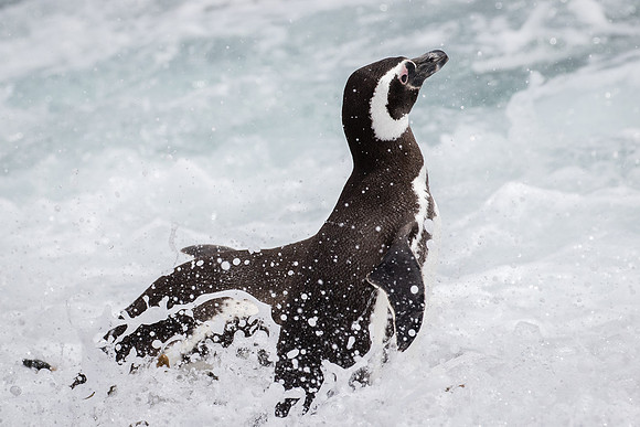 Magellanic penguin