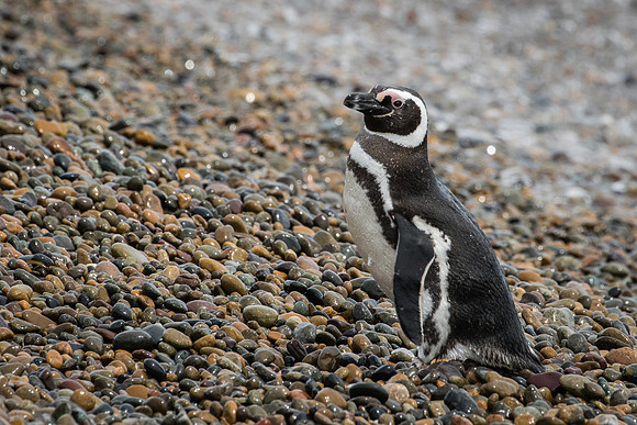 Magellanic penguin