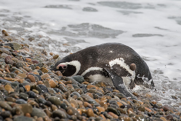 Magellanic penguin