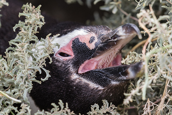 Magellanic penguin