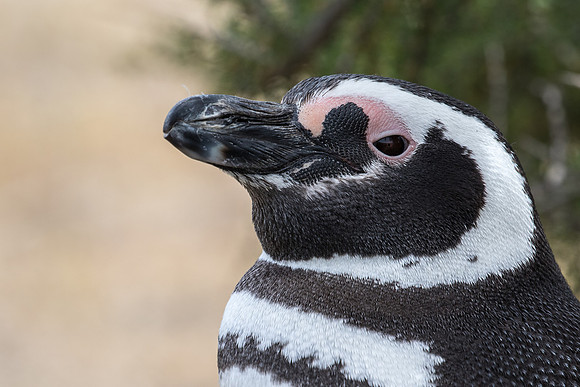 Magellanic penguin
