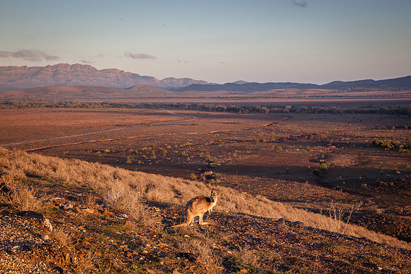 Sunrise - Wilpena Pound (from Pugilist Hill)
