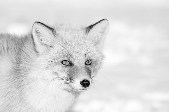 Red fox in black and white - Hokkaido Japan