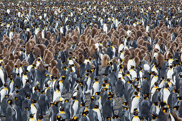 KING PENGUIN COLONY