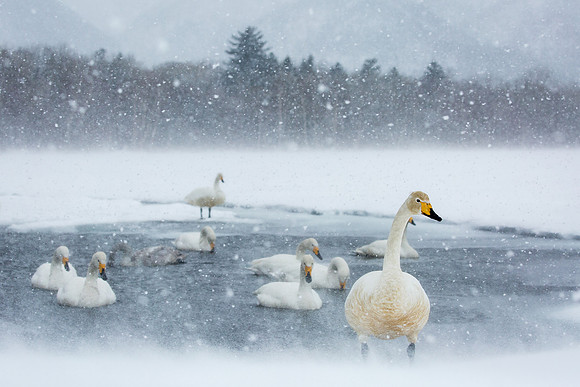 SWAN LAKE