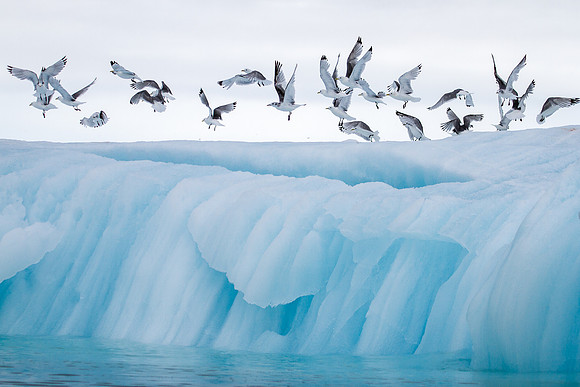 ARCTIC FLIGHT