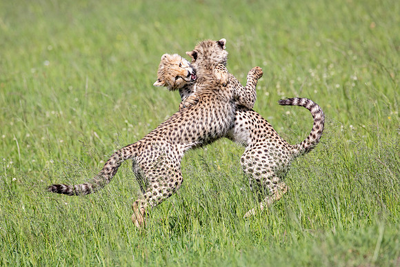 CHEETAHS AT PLAY
