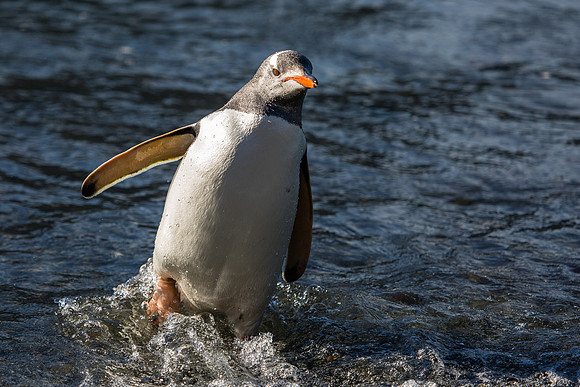 GENTOO PENGUIN
