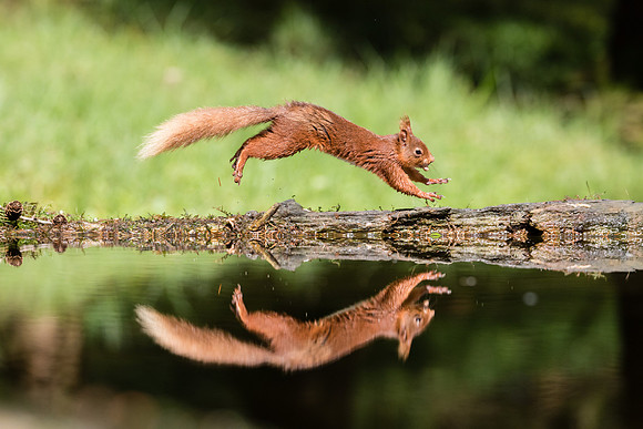 Red Squirrel
