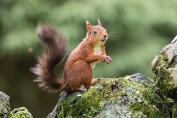 Red Squirrel