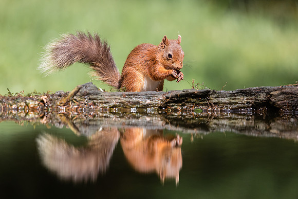 Red Squirrel